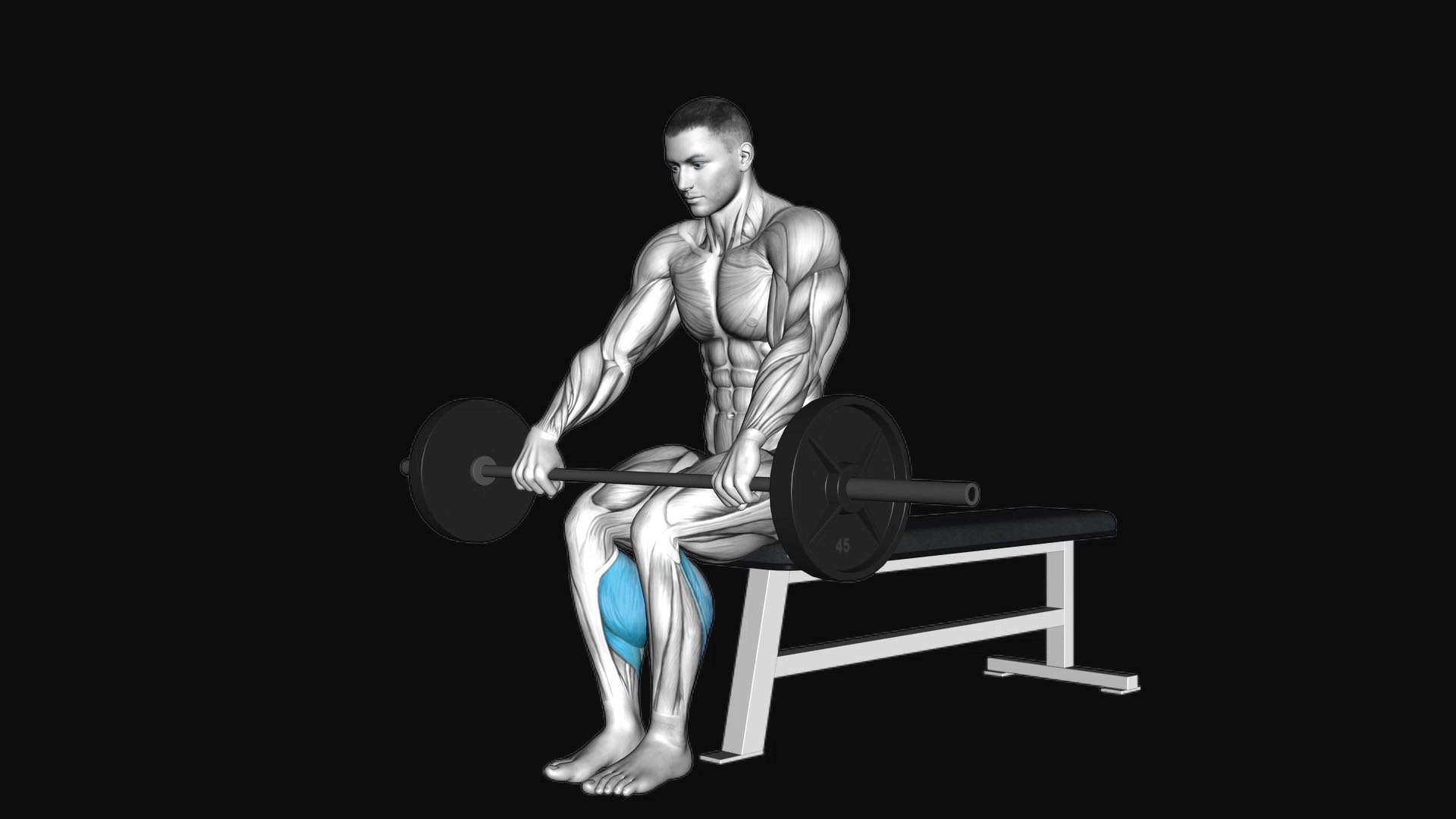 Barbell Seated Calf Raise
