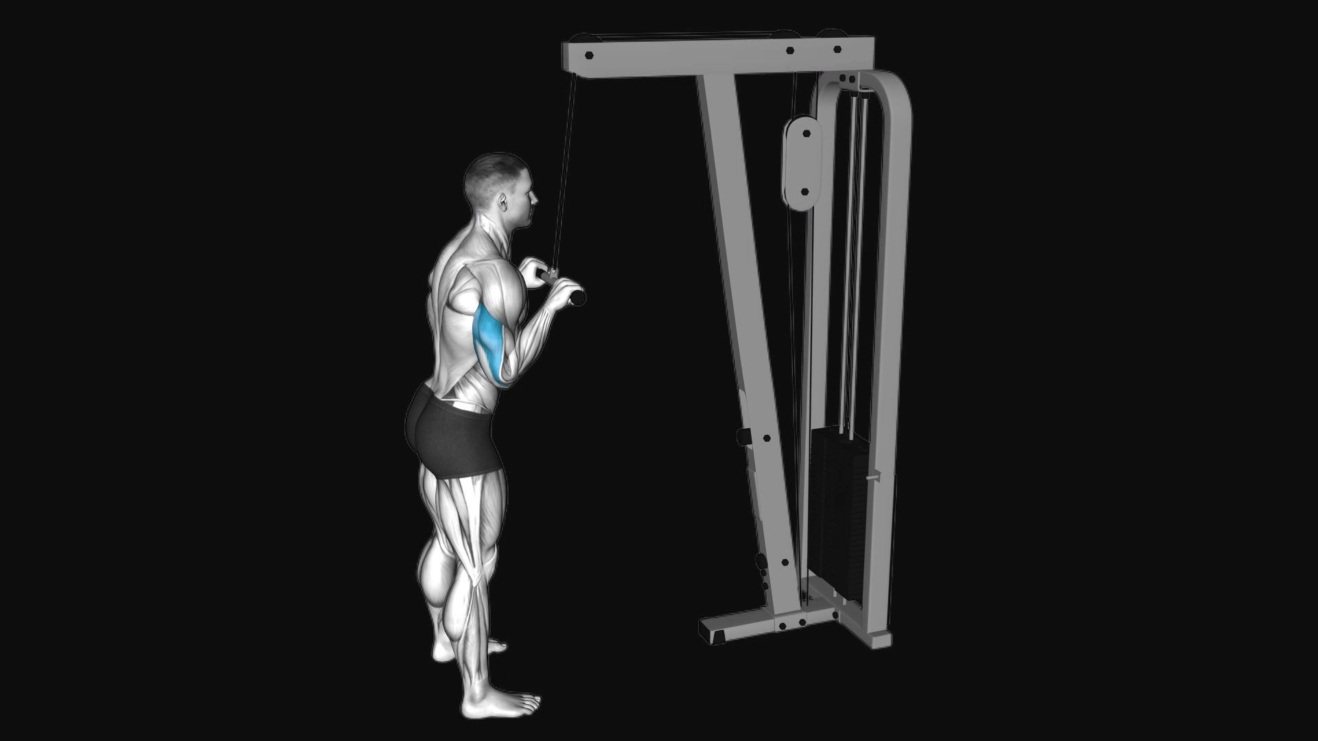 Cable Tricep Pushdown