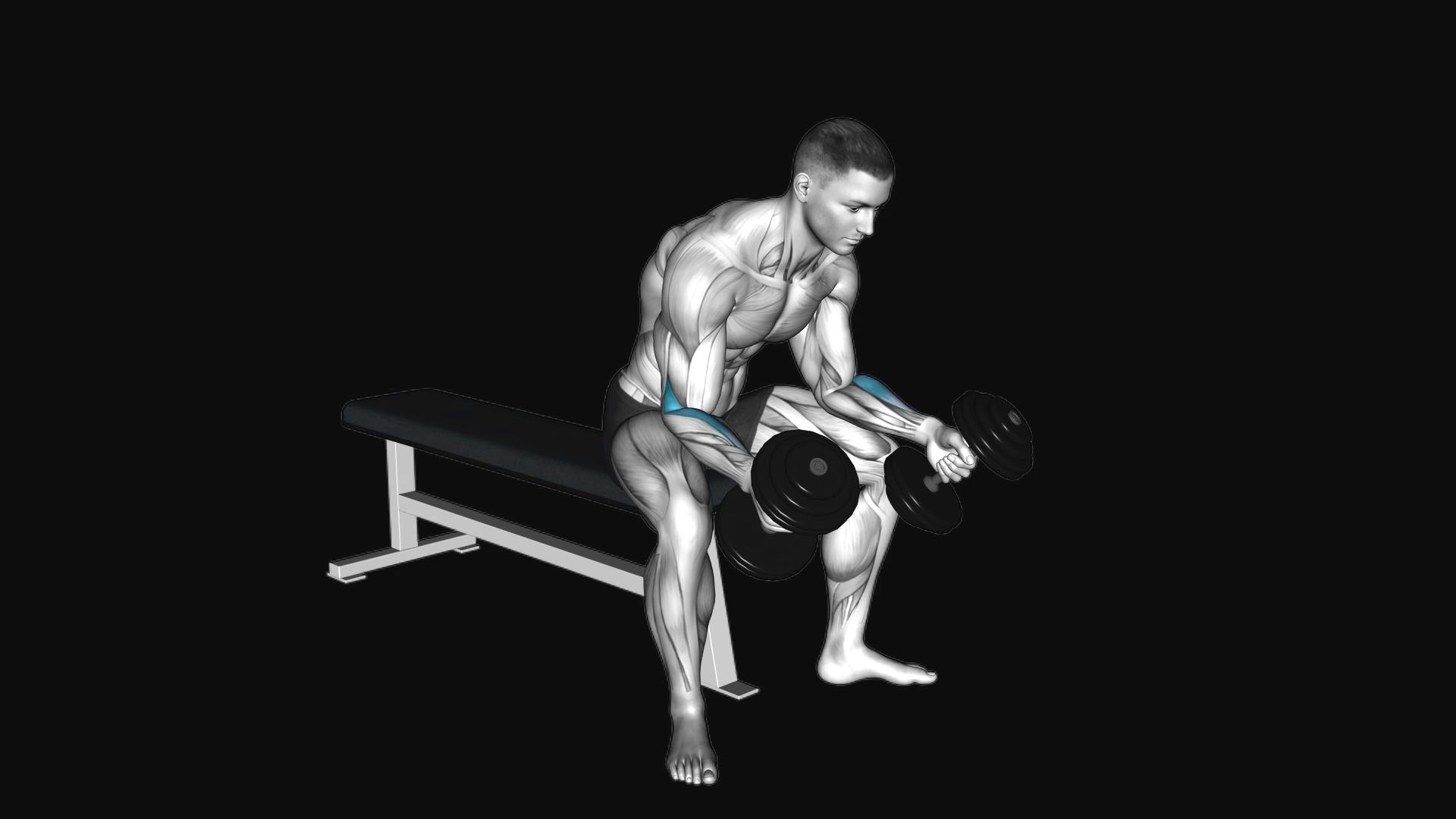 Dumbbell Seated Neutral Wrist Curl