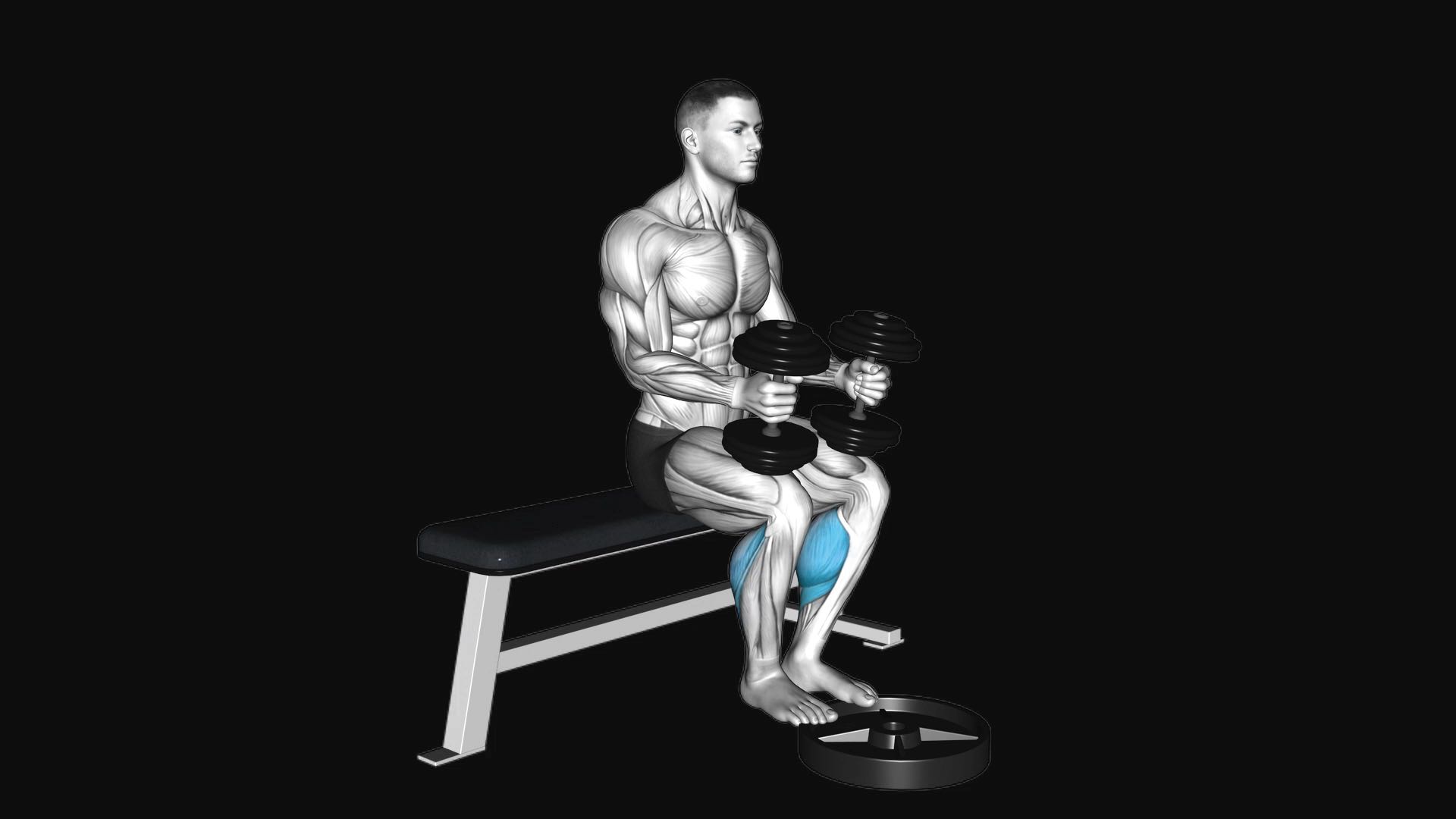 Dumbbell Seated Calf Raise