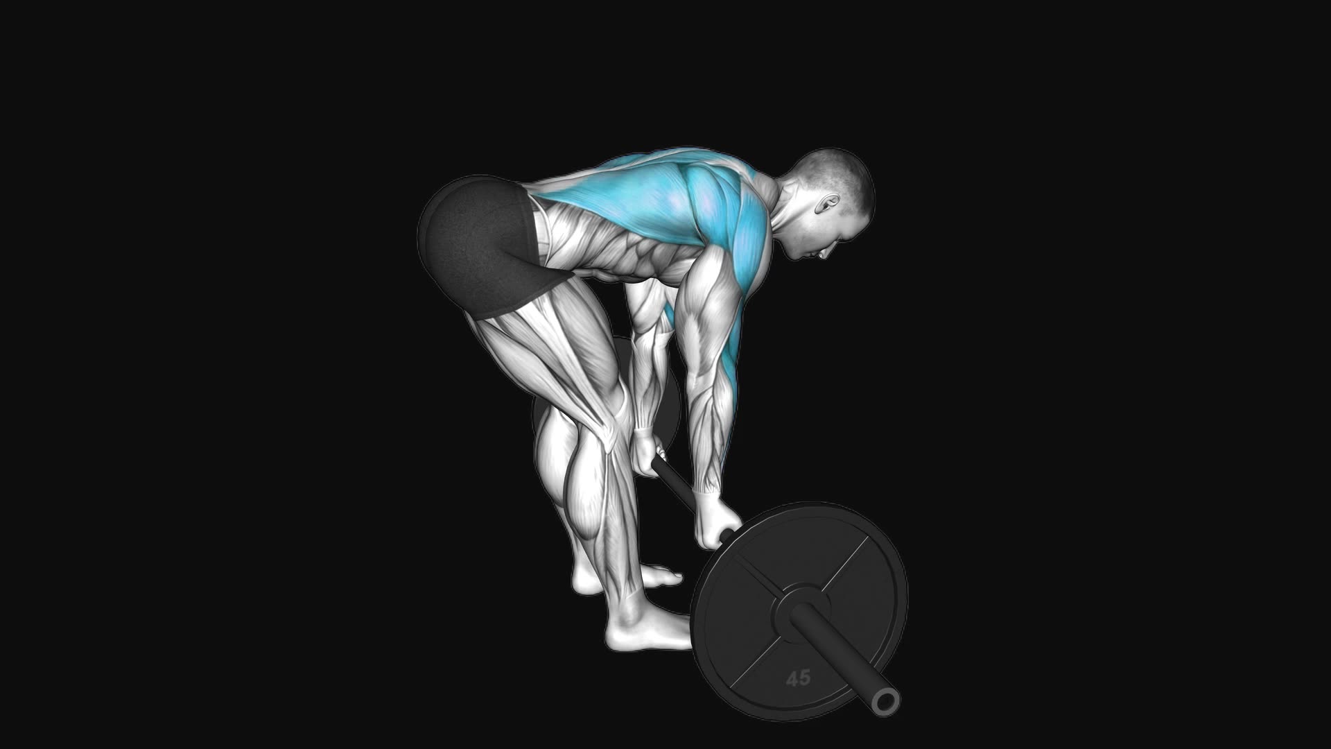 Barbell Underhand Bent Over Row