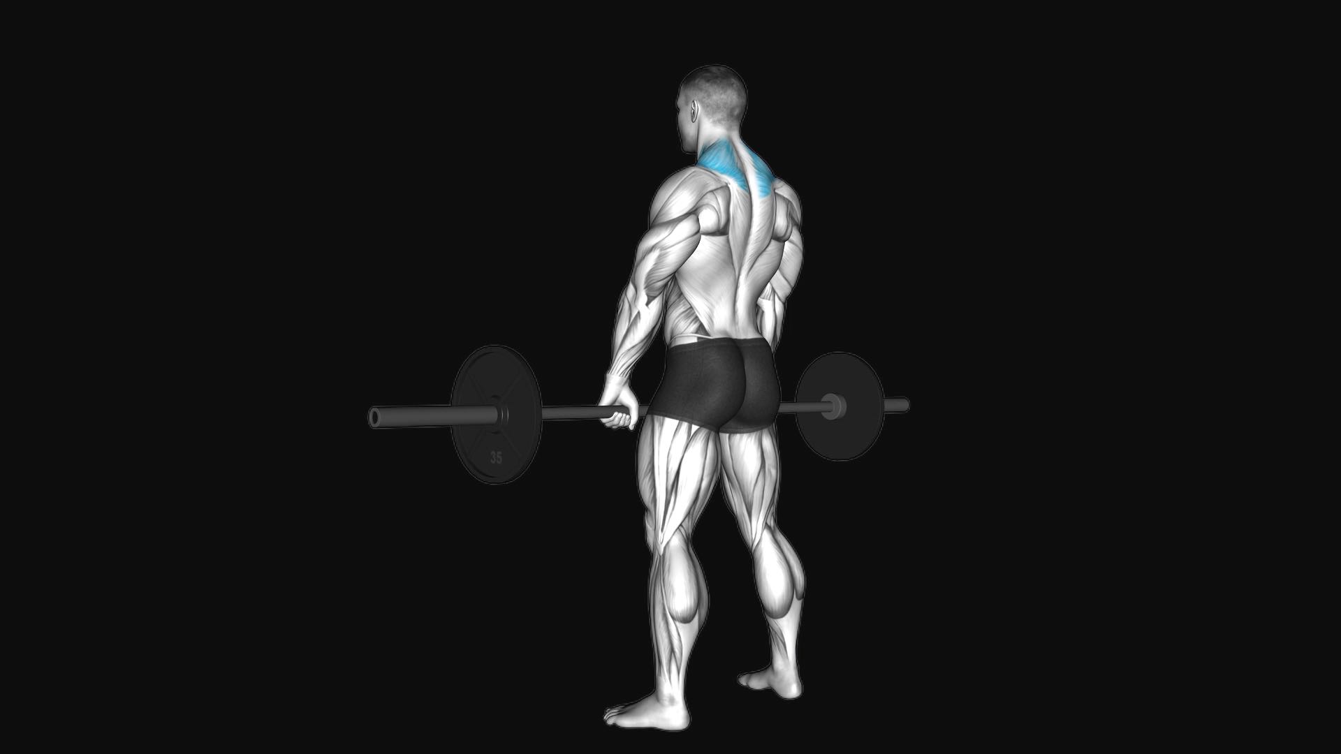 Barbell Shrug