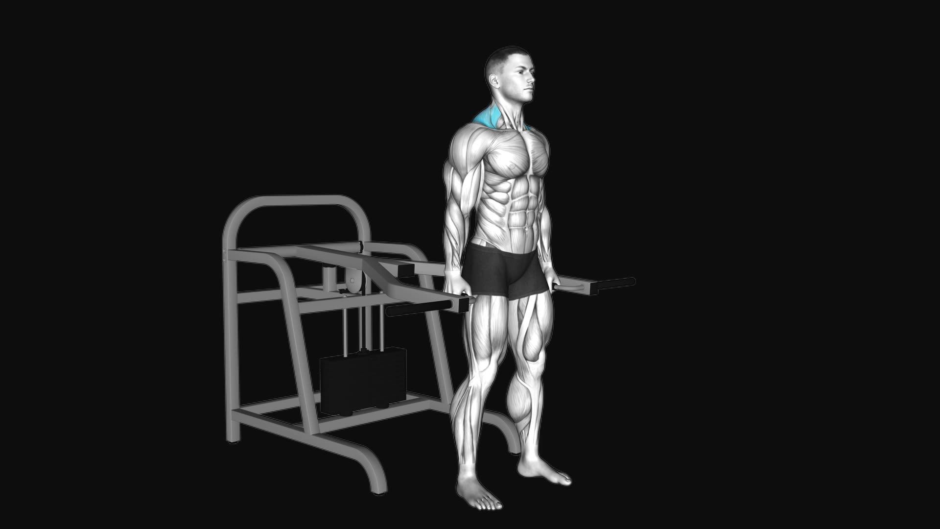 Lever Shrug (Bench Press Machine)