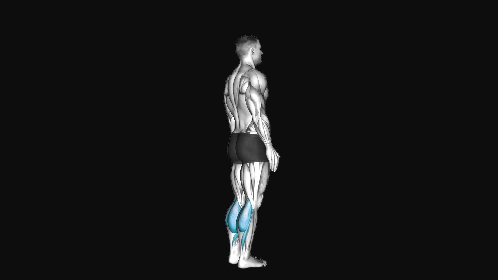Bodyweight Standing Calf Raise