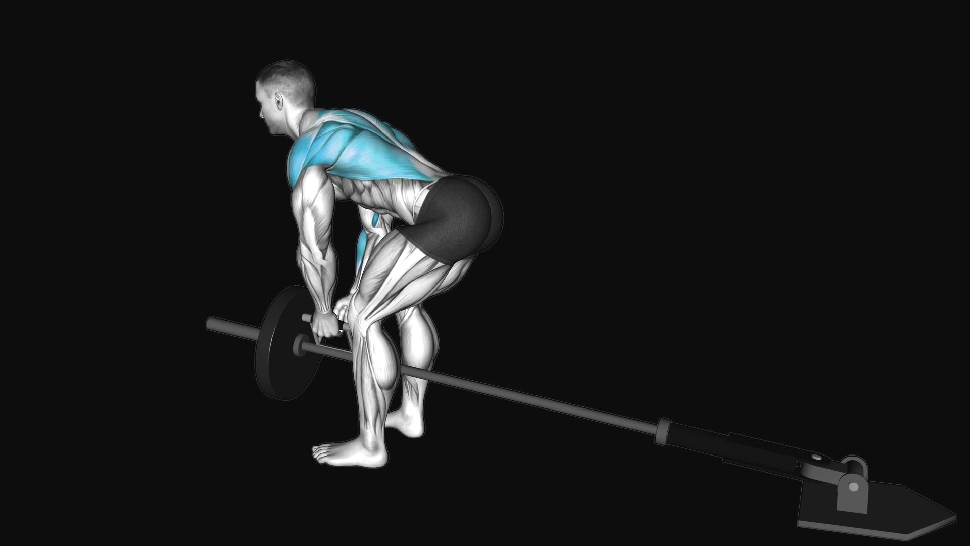 Lever Bent over Row with V-bar (plate loaded)