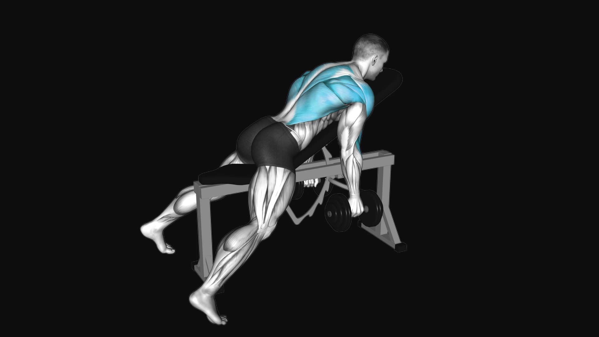 Dumbbell Hammer Grip Incline Bench Two Arm Row