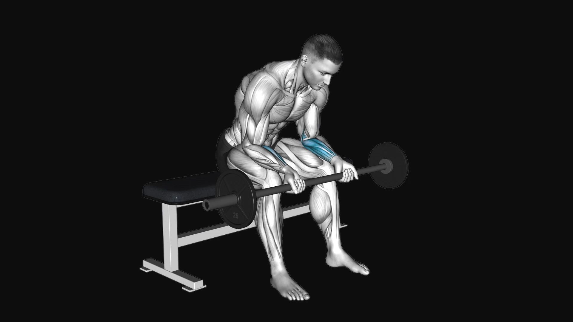 Barbell Wrist Curl Seated