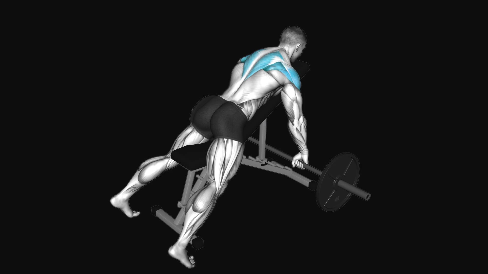 Barbell Incline Rear Delt Row