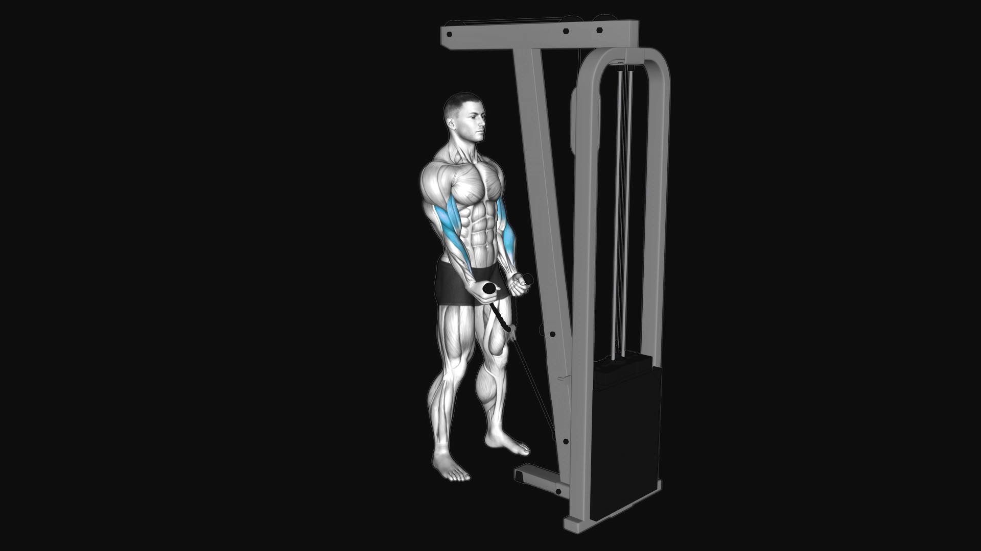 Cable Hammer Curl with Rope