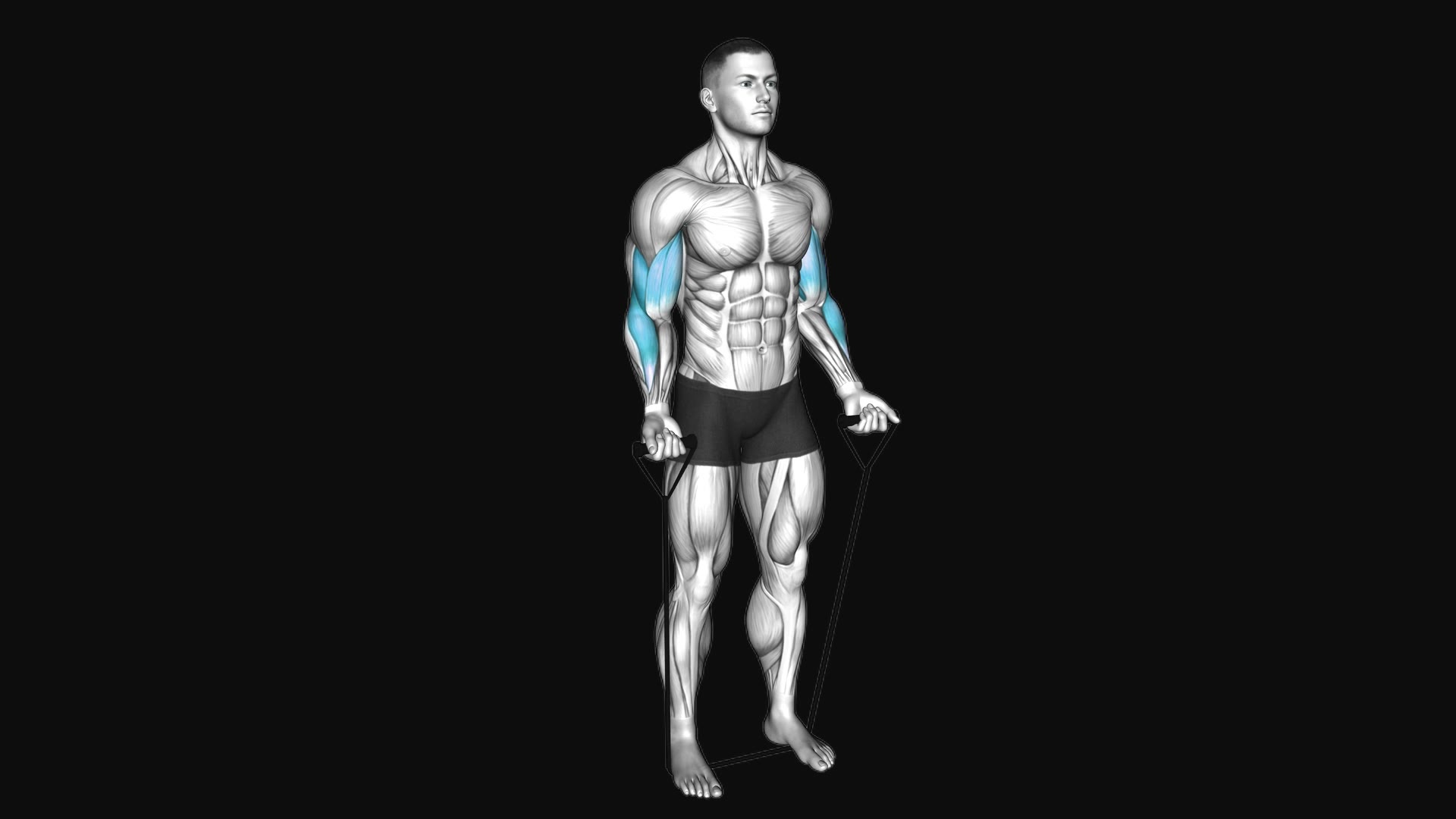 Band Biceps Curl