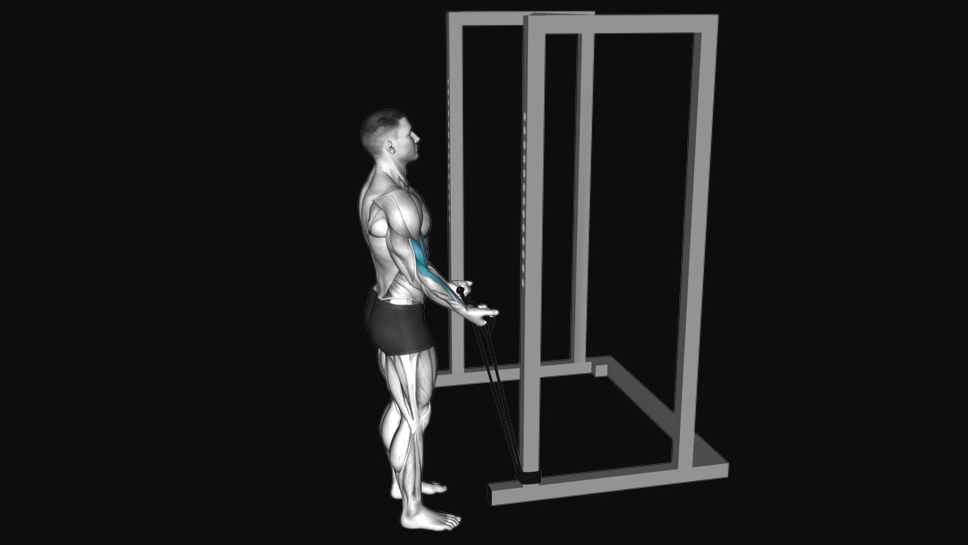 Band Standard Biceps Curl