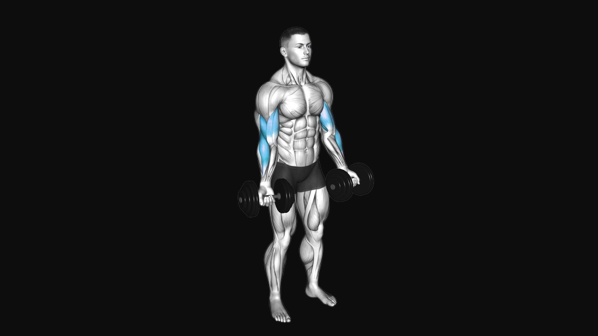 Dumbbell Curl