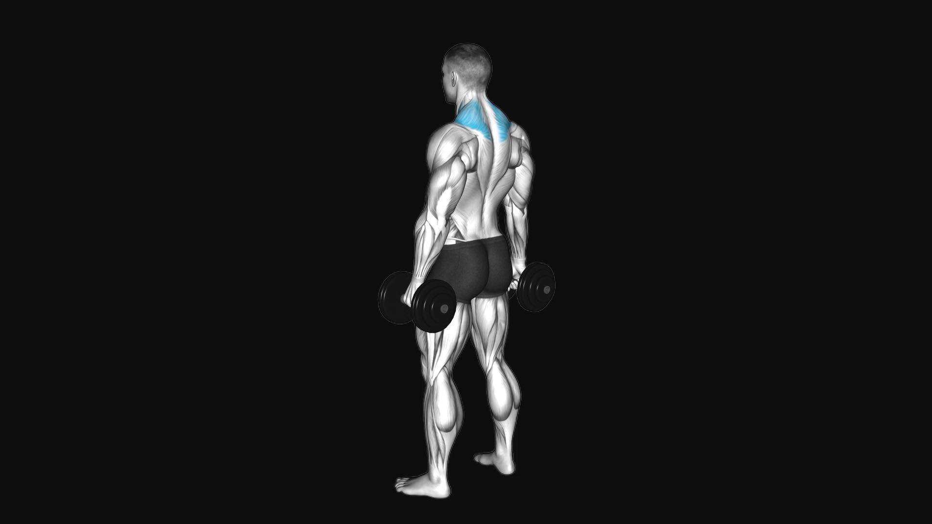 Dumbbell Shrug