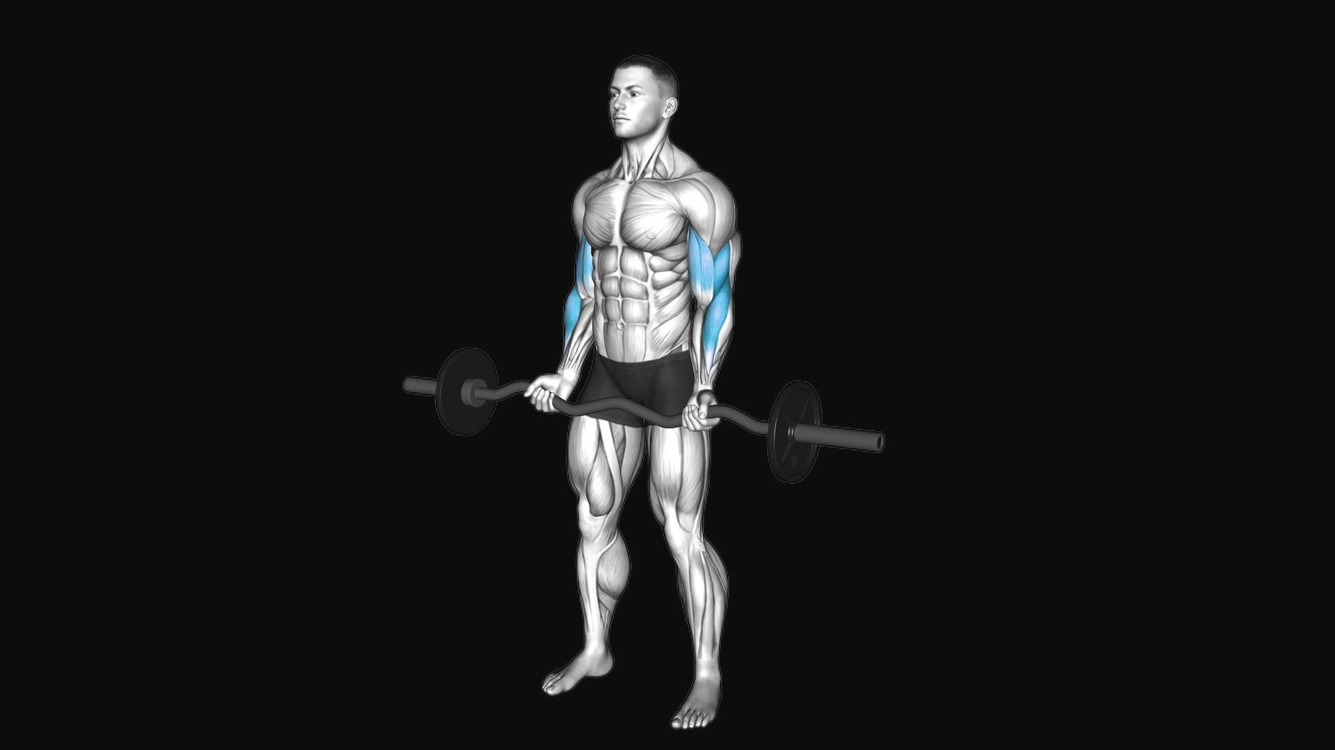 EZ-Barbell Curl