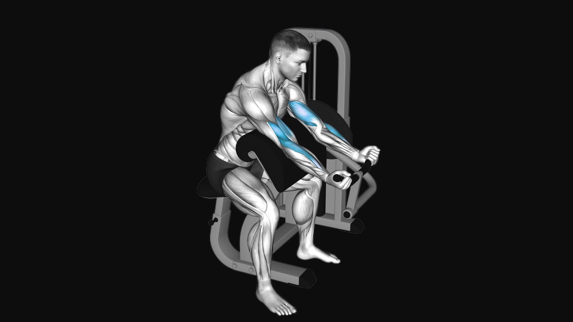 Lever Preacher Curl