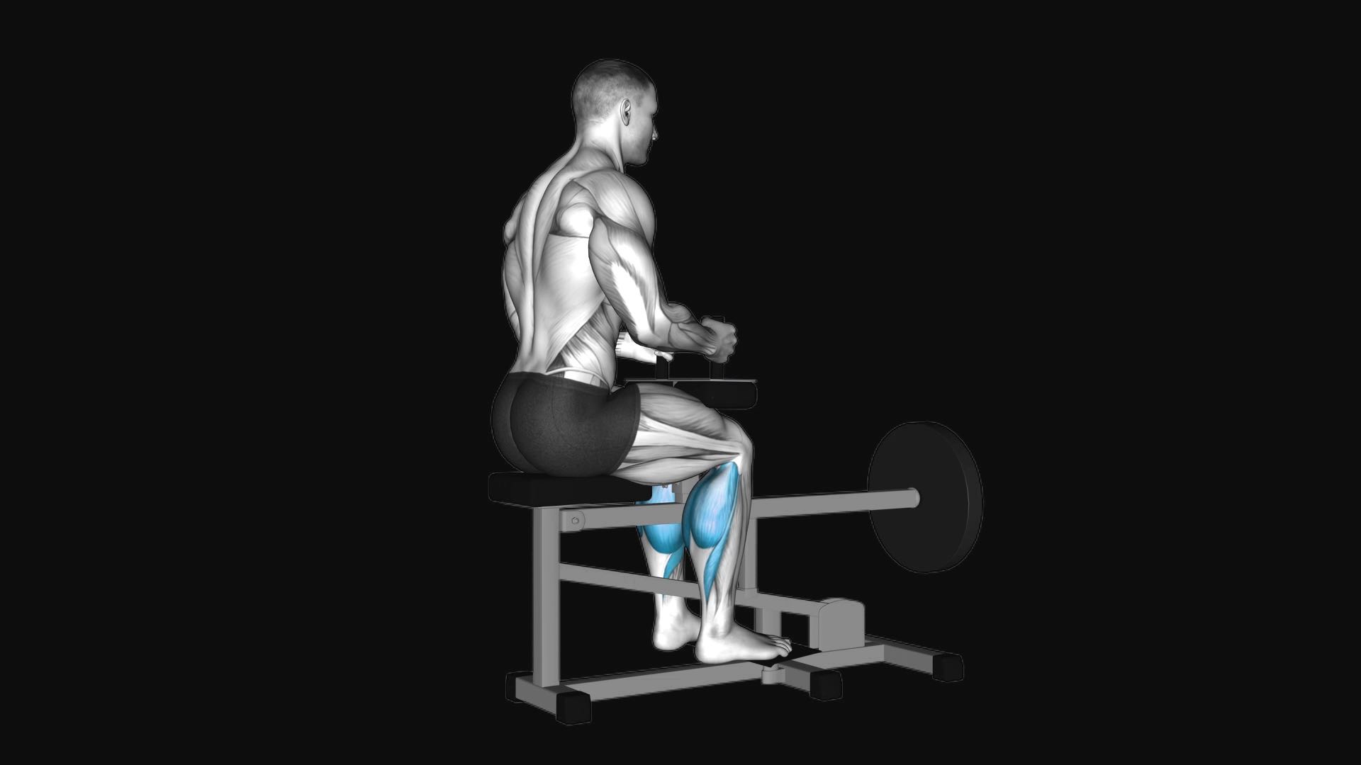Lever Seated Calf Raise