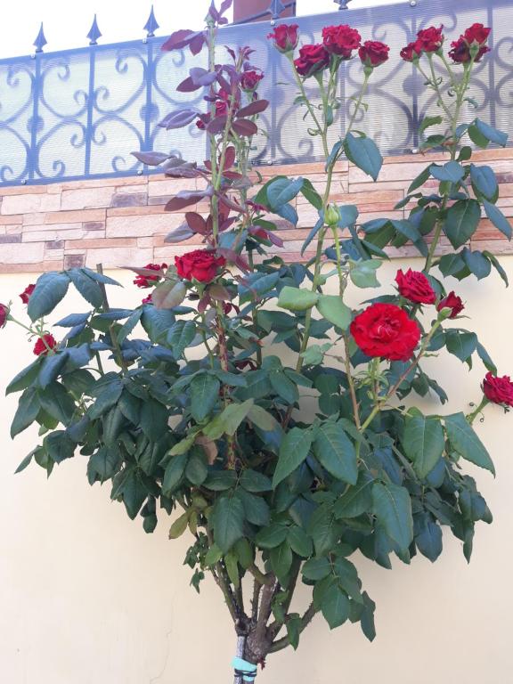 photo3