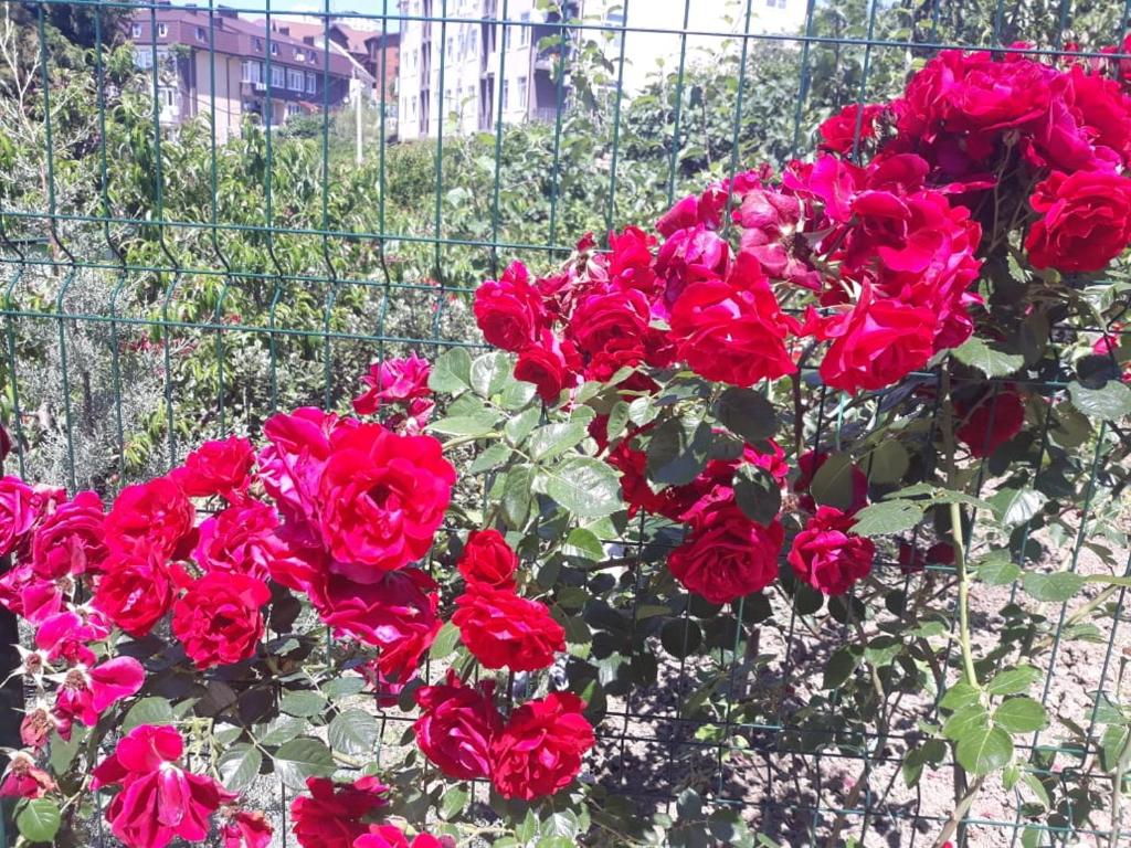 photo6