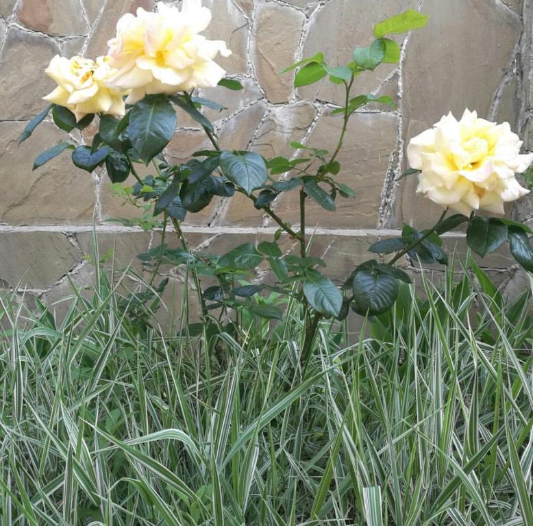 photo3