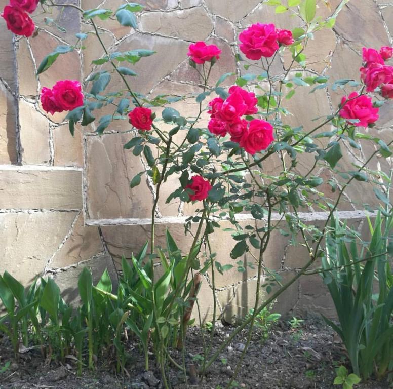 photo5