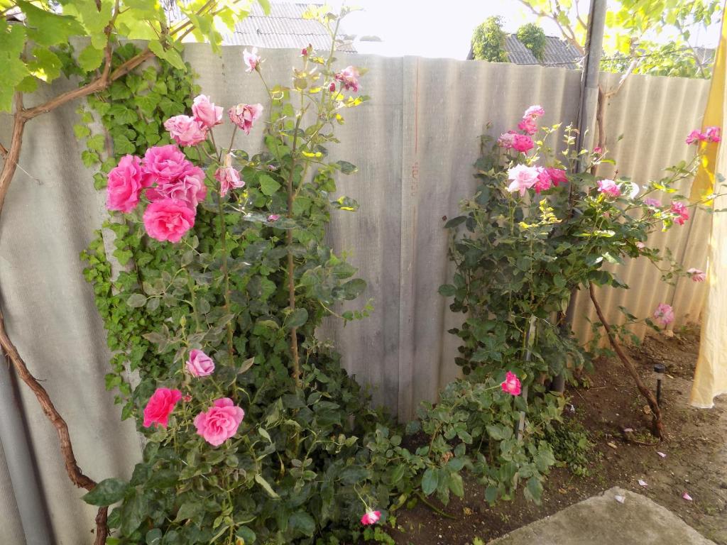 photo2