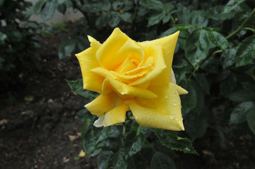 photo6