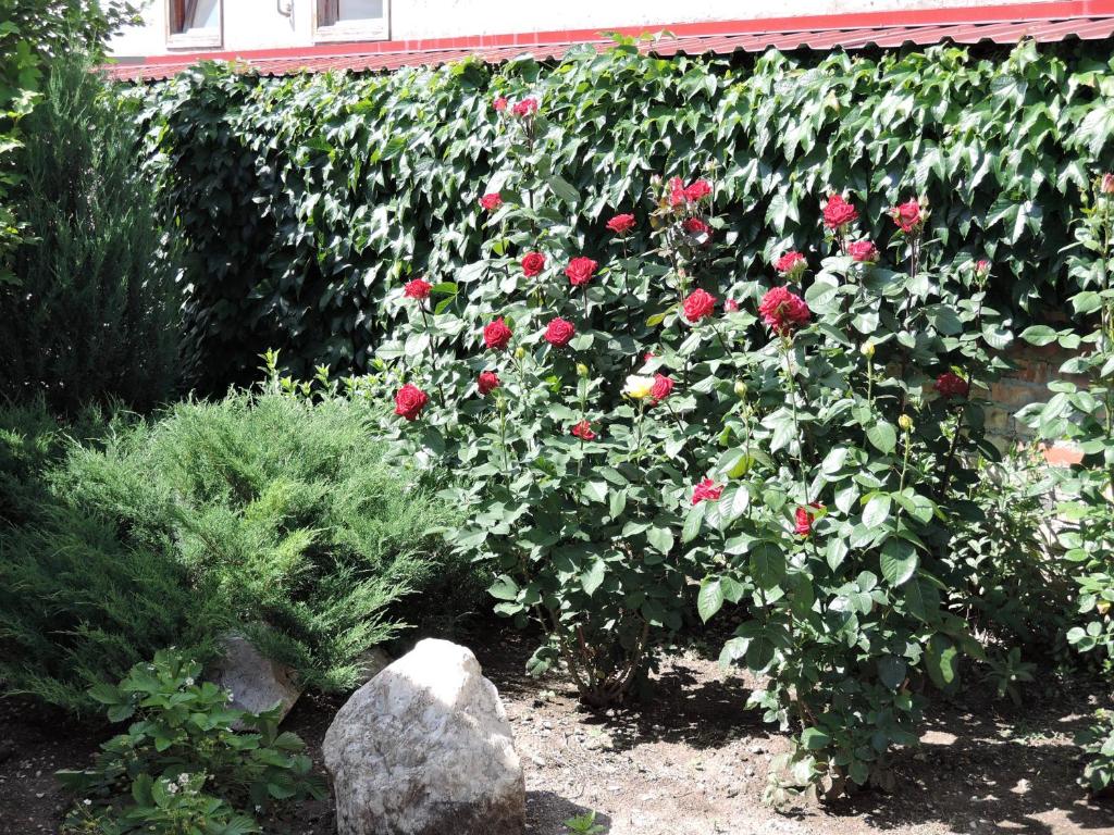 photo5