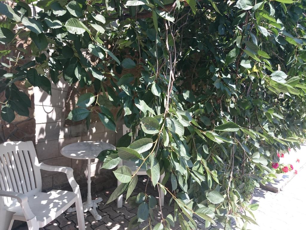 photo6