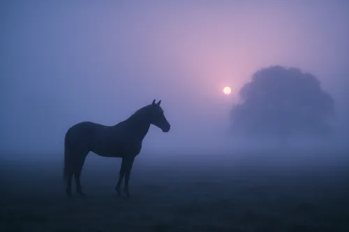 Silueta de un caballo en medio de la niebla matutina y el sol naciente