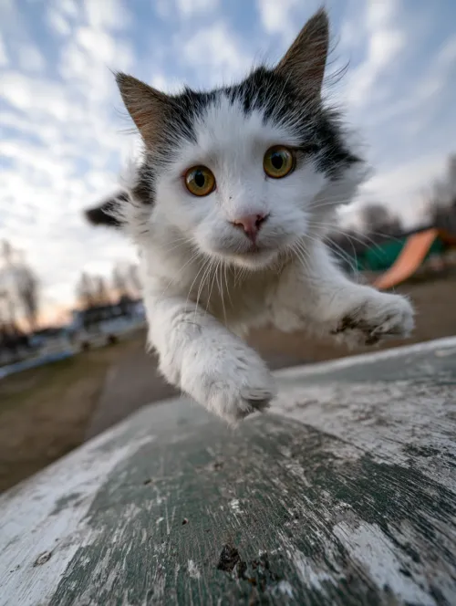 Lively image of a cat jumping with a clear sky in the background