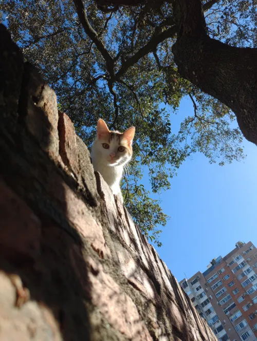 White cat with markings on its head looking down from a brick wall