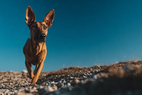 Perro caminando por un terreno rocoso bajo un cielo azul