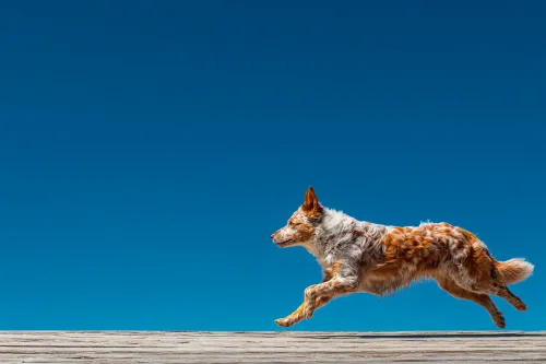 Perro de raza española corre por una pasarela de madera en un día soleado