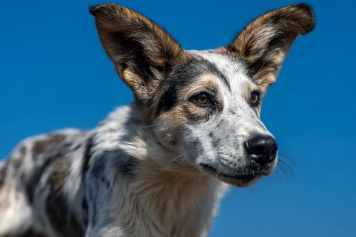 Primer plano de un perro con orejas expresivas sobre un fondo brillante