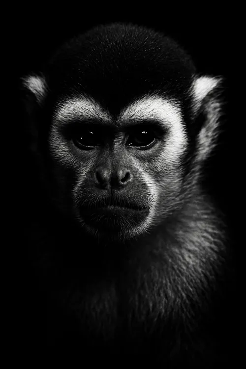 Detailed portrait of a monkey with pronounced facial features