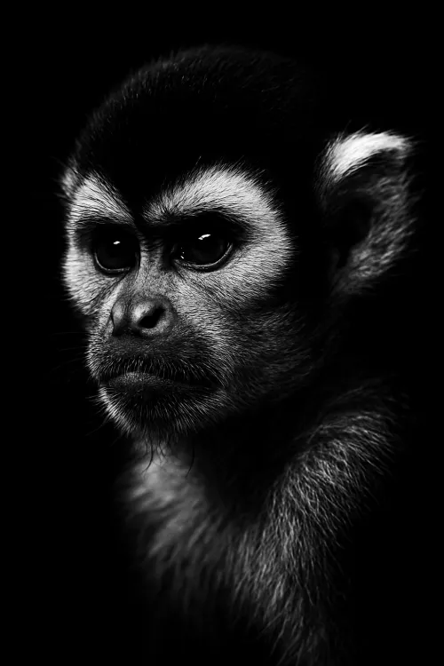 Close-up of a stern-faced monkey with a black background