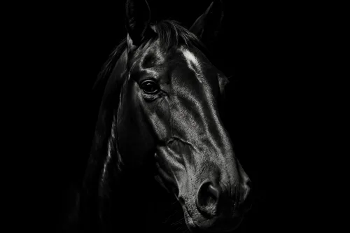 Retrato antiguo en blanco y negro de un caballo que resalta los detalles del rostro