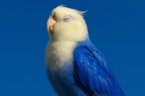Foto de un pájaro azul y blanco con el ojo cerrado contra un cielo despejado