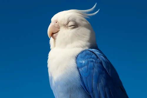 Loro con plumaje blanco y azul sobre un fondo limpio