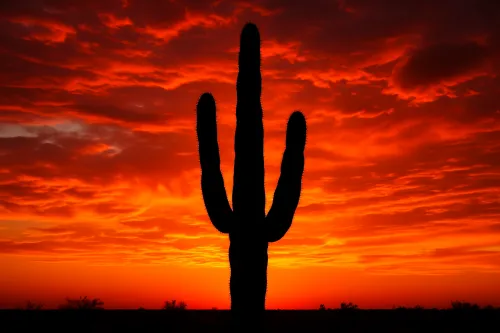 Paisaje árido con un cactus y un brillante atardecer en el cielo