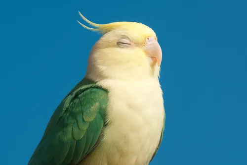 Retrato de un loro con pico amarillo y plumaje verde