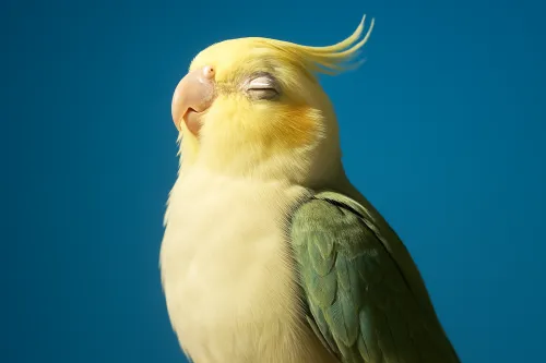 Loro con pecho amarillo y plumas verdes sobre un fondo azul celeste