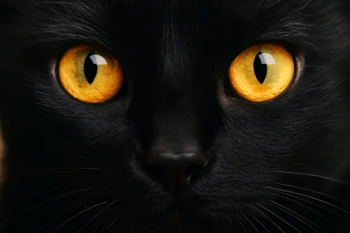 Primer plano de un gato negro con ojos naranja brillante y pelaje detallado
