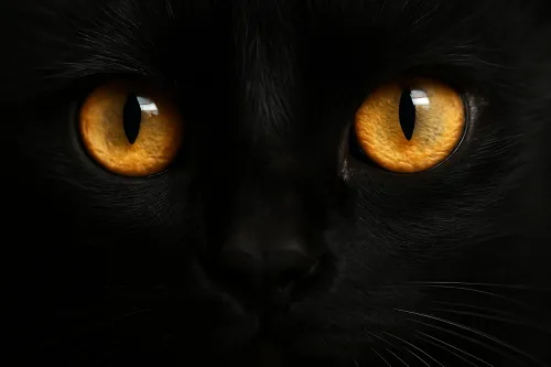 Toma cerrada de un gato negro con ojos naranjas brillantes