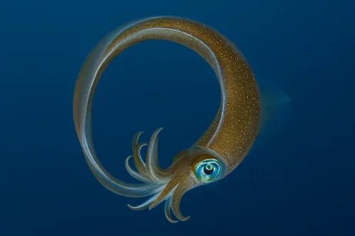 El calamar crea una forma giratoria bajo el agua contra el fondo azul del océano
