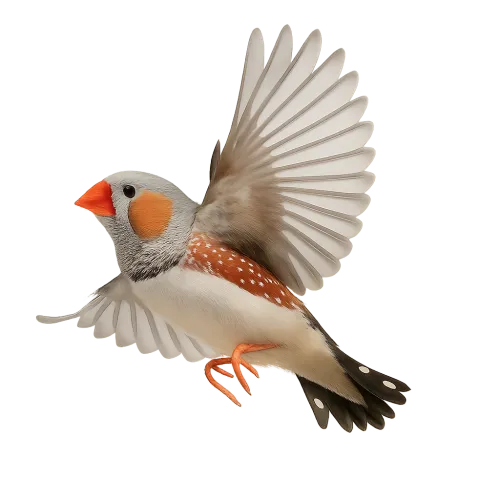 Cute bird with orange and black elements on its wings