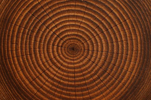 Smooth texture of the wood slice showing the rings of annual growth