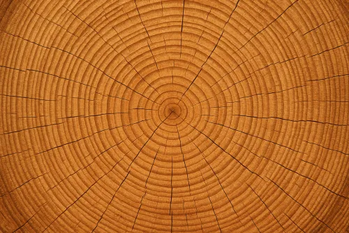 Textura de un corte de madera que muestra anillos y vetas