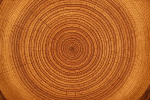 Texture of a tree cross-section with concentric annual rings