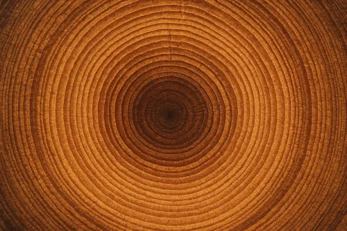 Primer plano de la textura de los anillos de crecimiento de madera con un tono marrón